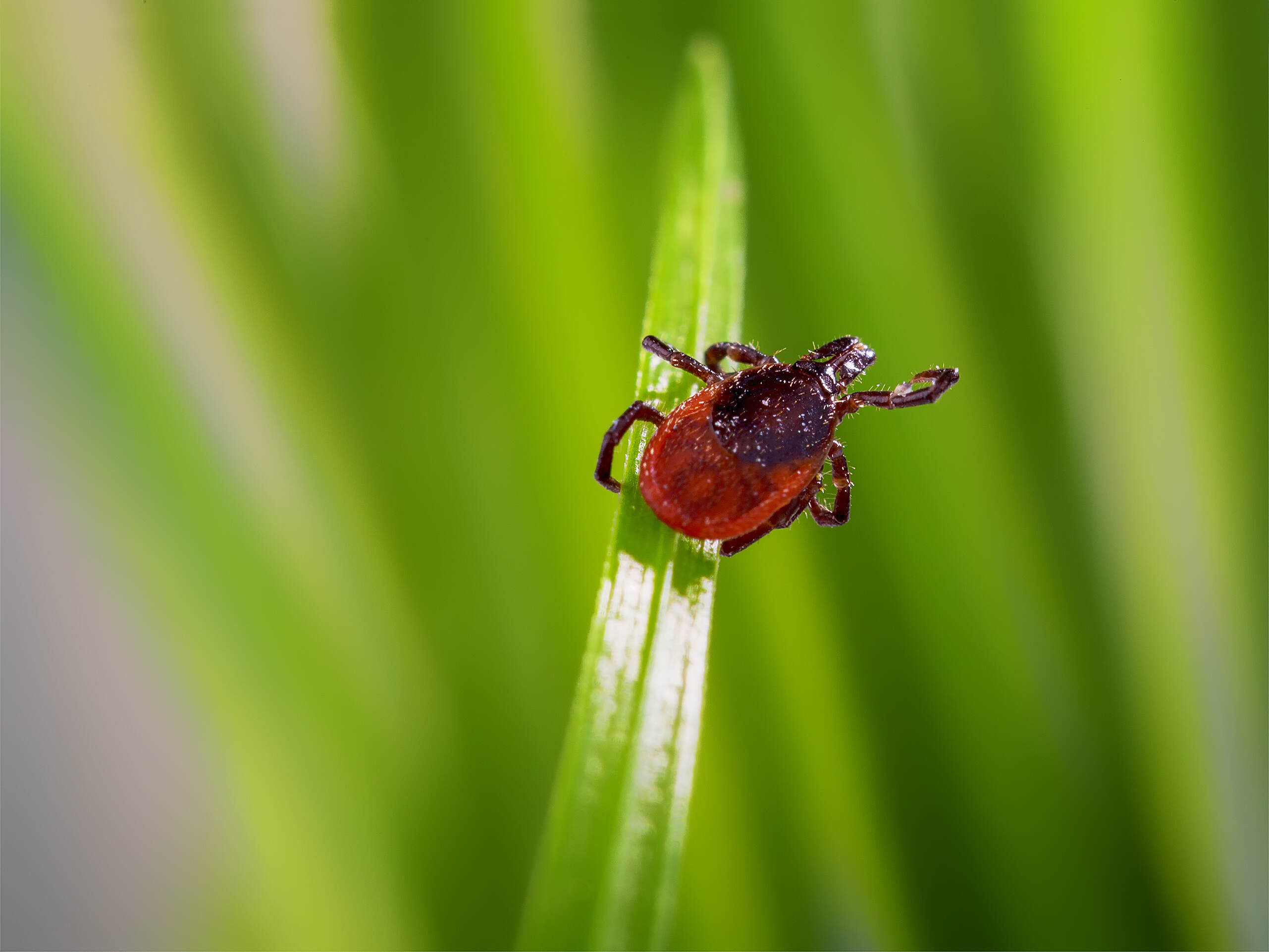 Deer Ticks in Asheville What You Need to Know Gibson Pest Control