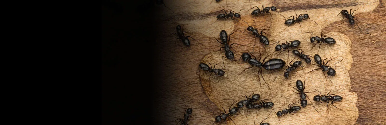 ants on wood