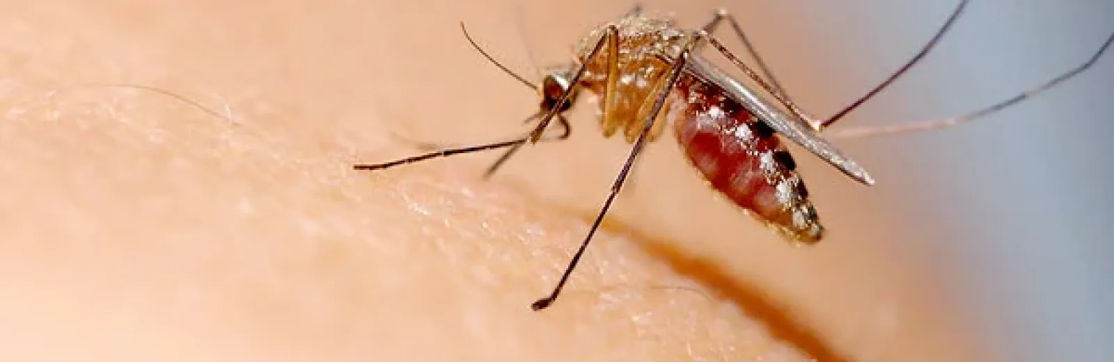 Mosquito landing on a persons arm