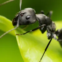 ants on leaves