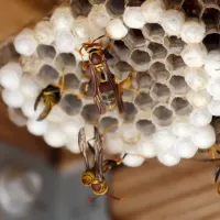 wasp nest