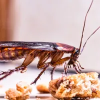 cockroach food