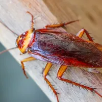cockroach on wood