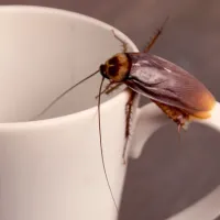 cockroach on coffee cup