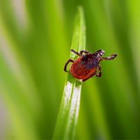 tick on blade of grass