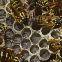 colony of wasps