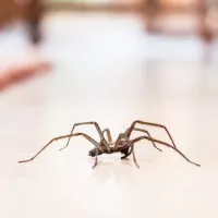 house spider