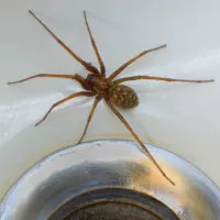 spider in the sink