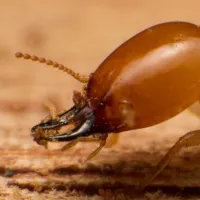 close-up termite