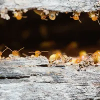 Colony of termites on wood