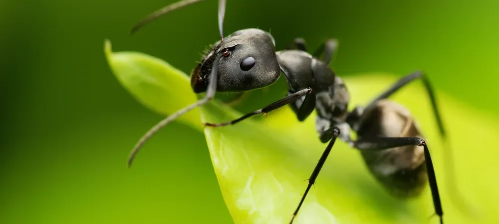 ants on leaves