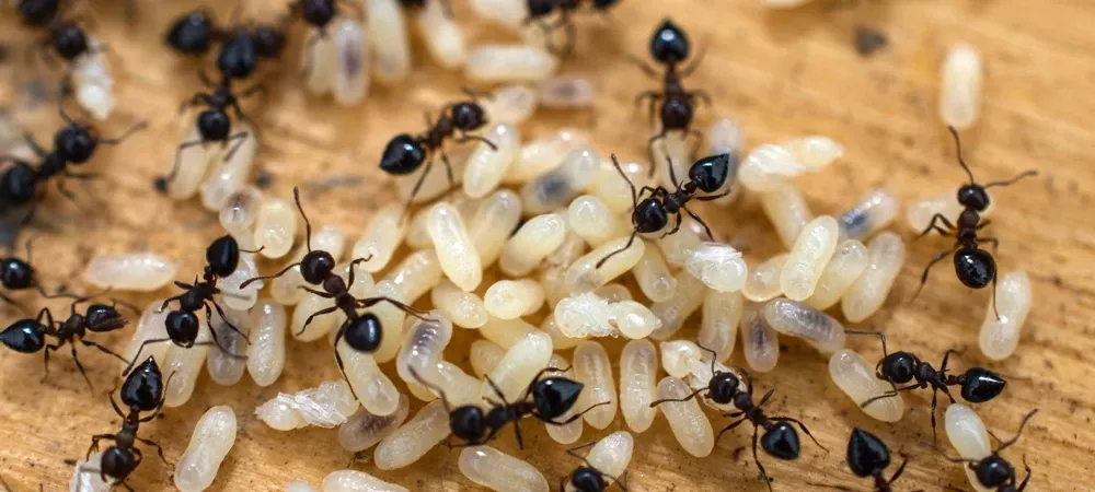 ants on wood