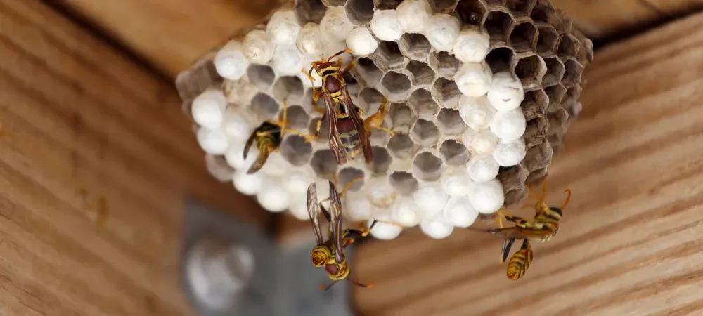 wasp nest