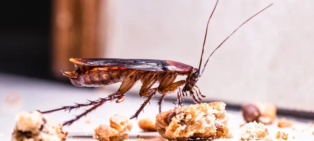 cockroach food