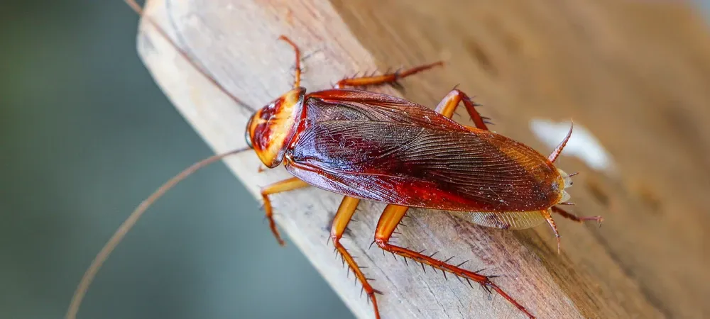 cockroach on wood