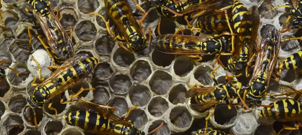 colony of wasps