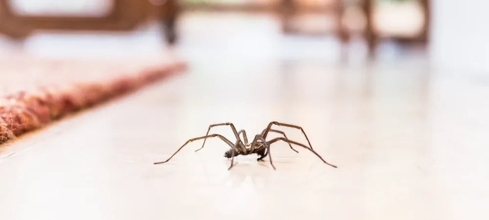 house spider