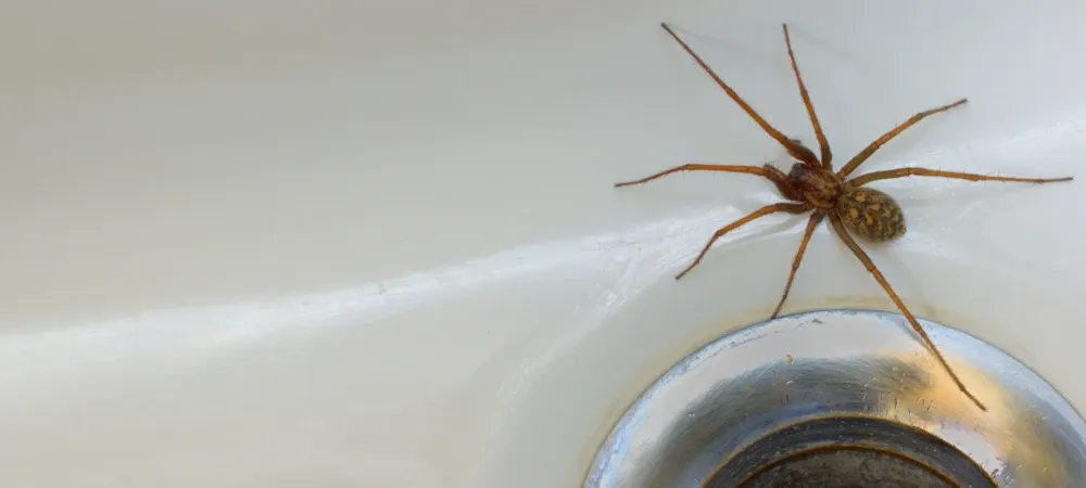 spider in the sink