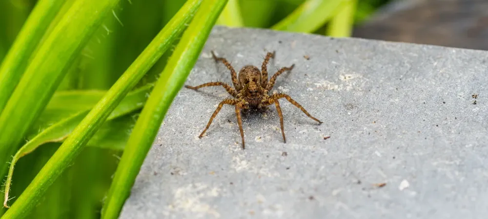 Venomous spiders in NC / SC and how to identify them