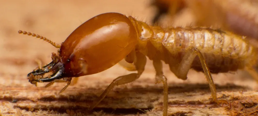 close-up termite