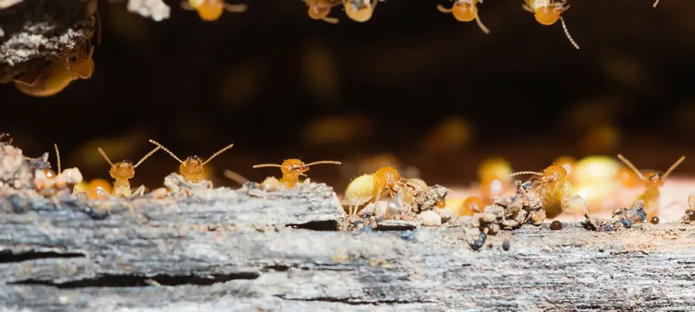 Colony of termites on wood