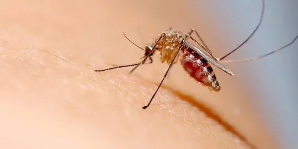 Mosquito landing on a persons arm