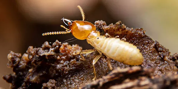 Termite on wood