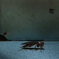cockroach in kitchen